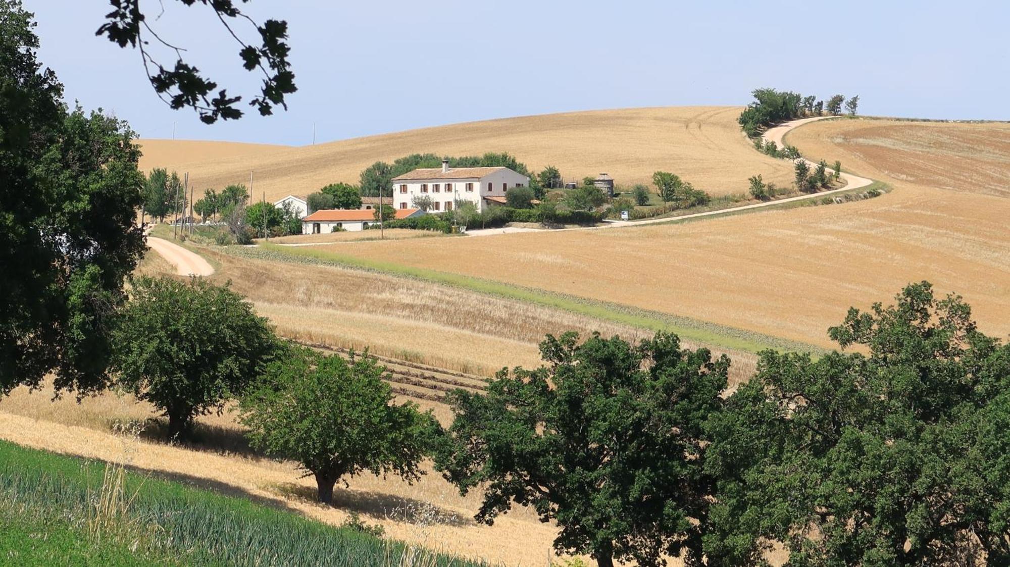 Rustico Del Bozzo Guest House Castelleone di Suasa ภายนอก รูปภาพ